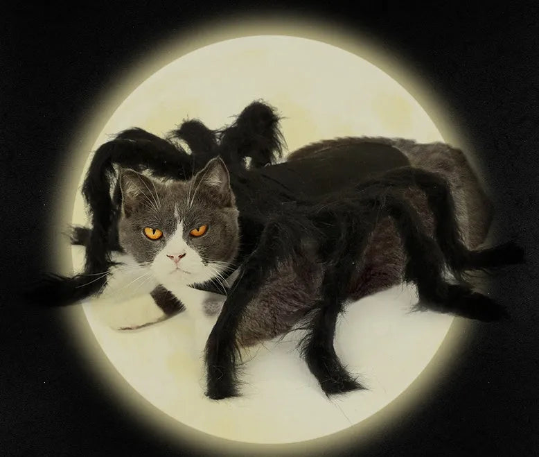 Pet spider costume with black feather cape and plush simulation spider on a cat