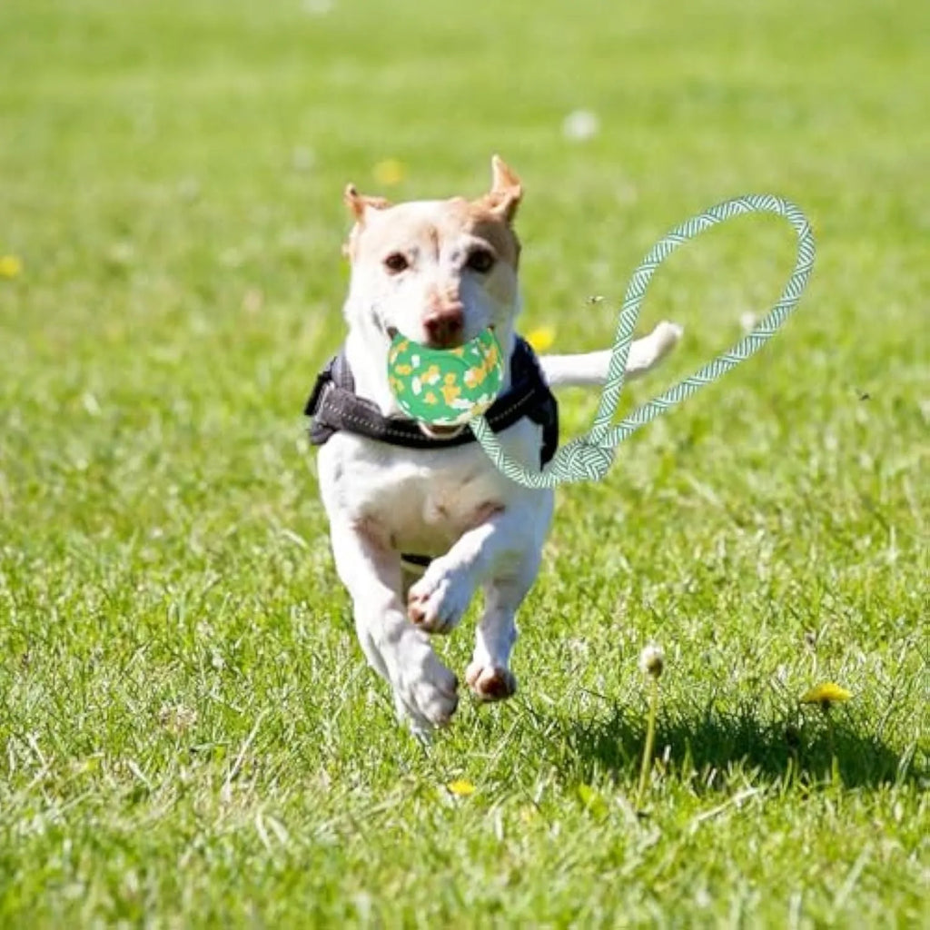 Natural rubber dog ball attached to nylon rope toy for medium and small dogs in two size options