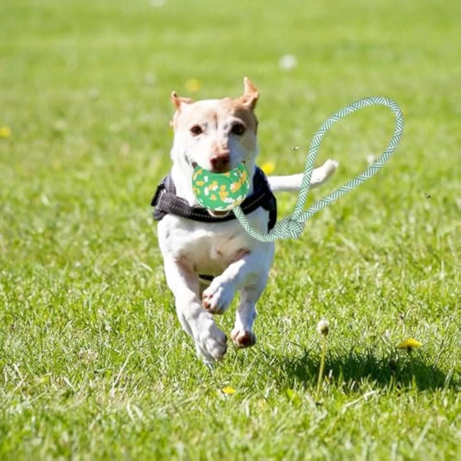 Natural rubber dog ball attached to nylon rope toy for medium and small dogs in two size options