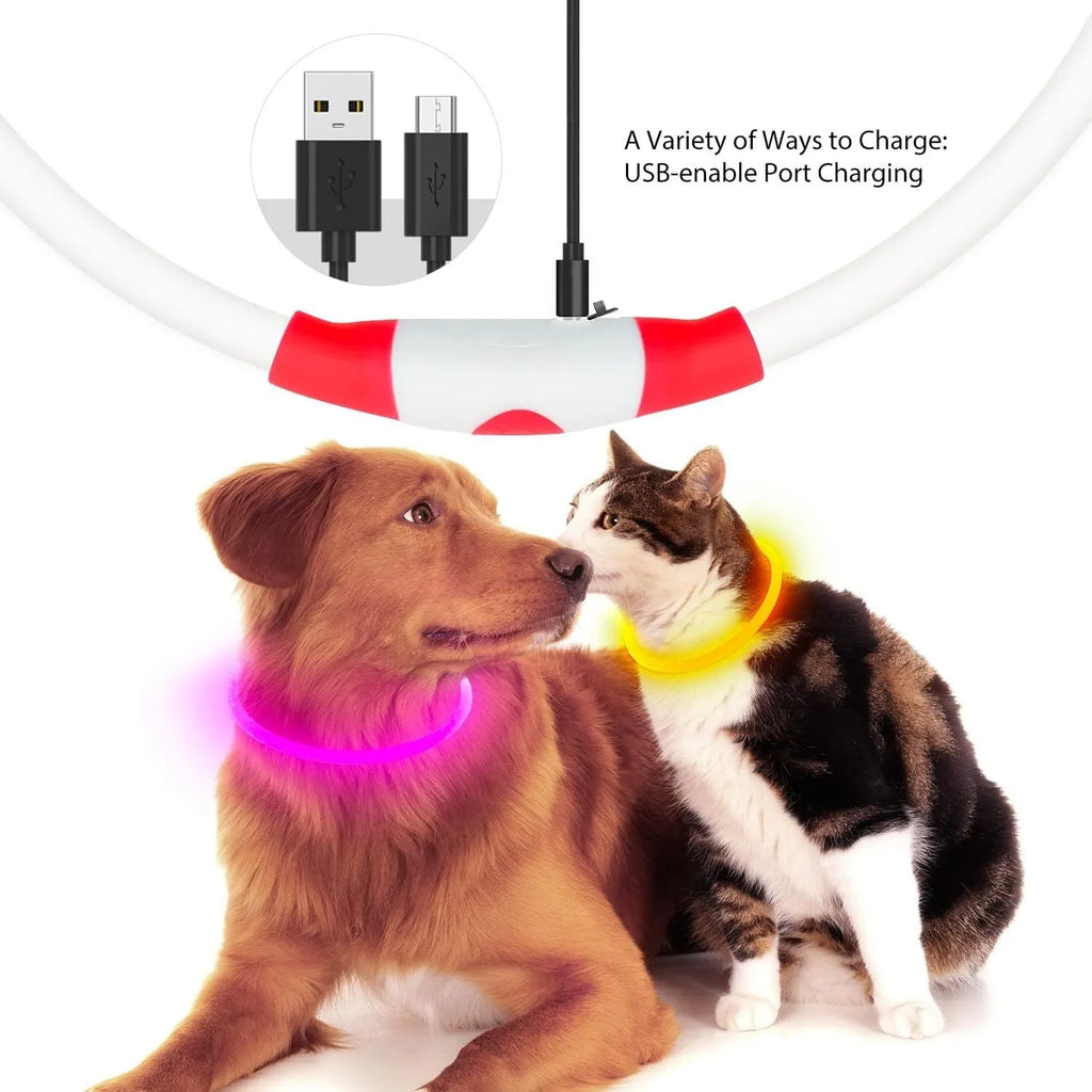Blue USB-rechargeable LED dog collar glowing on a pet's neck for night-time safety.