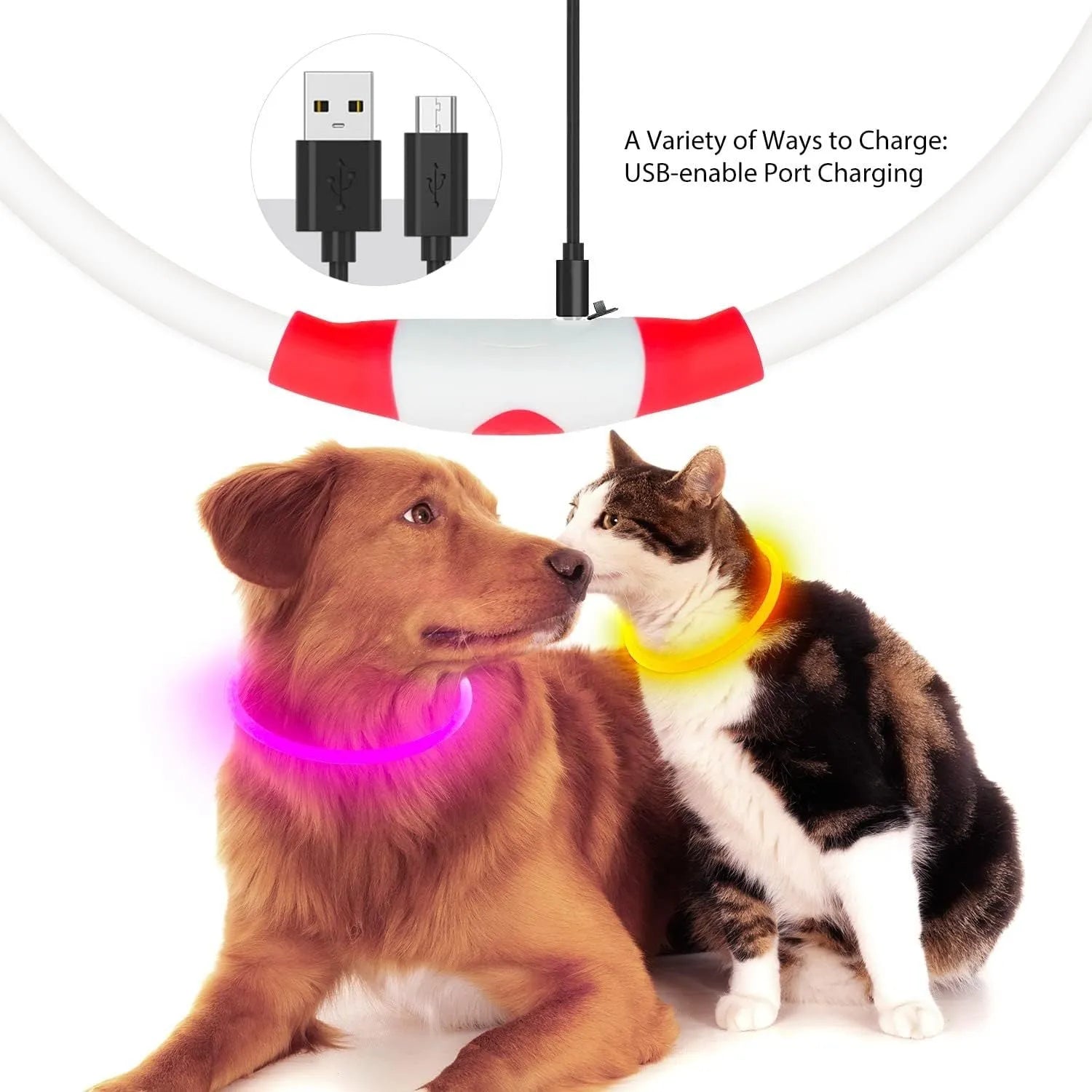 Blue USB-rechargeable LED dog collar glowing on a pet's neck for night-time safety.