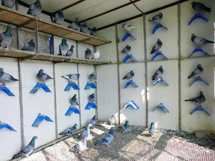 Set of ten blue plastic and solid wood bird perches, each 20cm long, for small bird cages