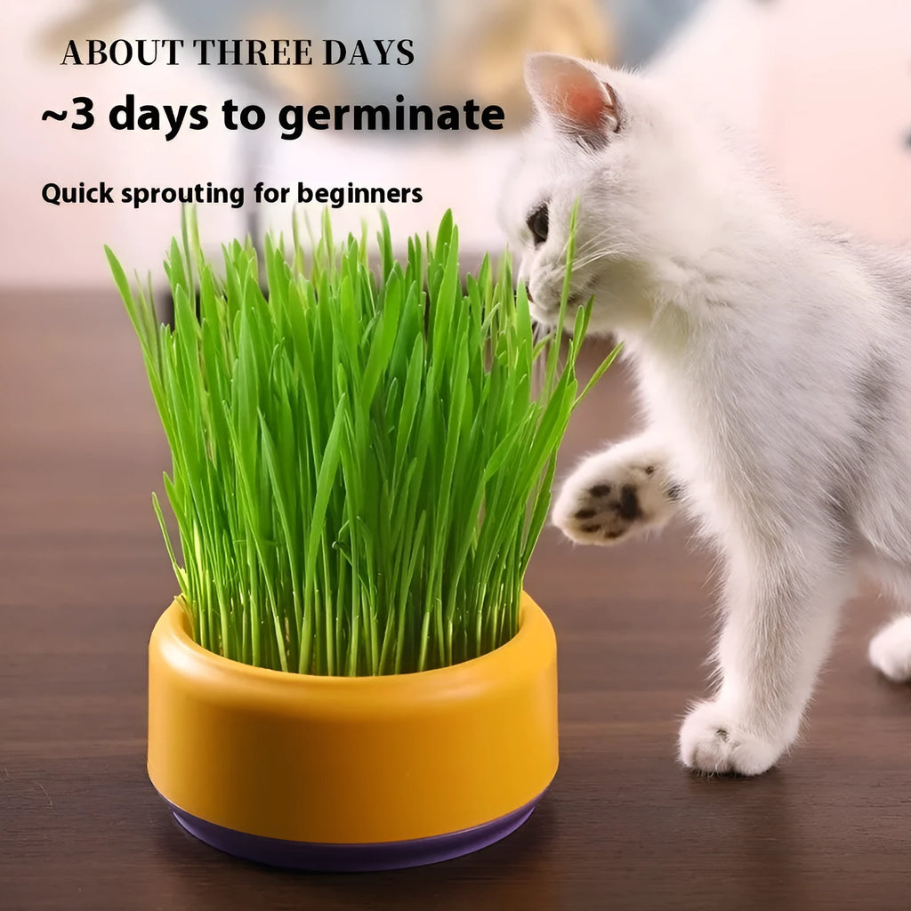 Hydroponic cat grass kit with blue, green, and yellow reusable plastic cups and five seed packs