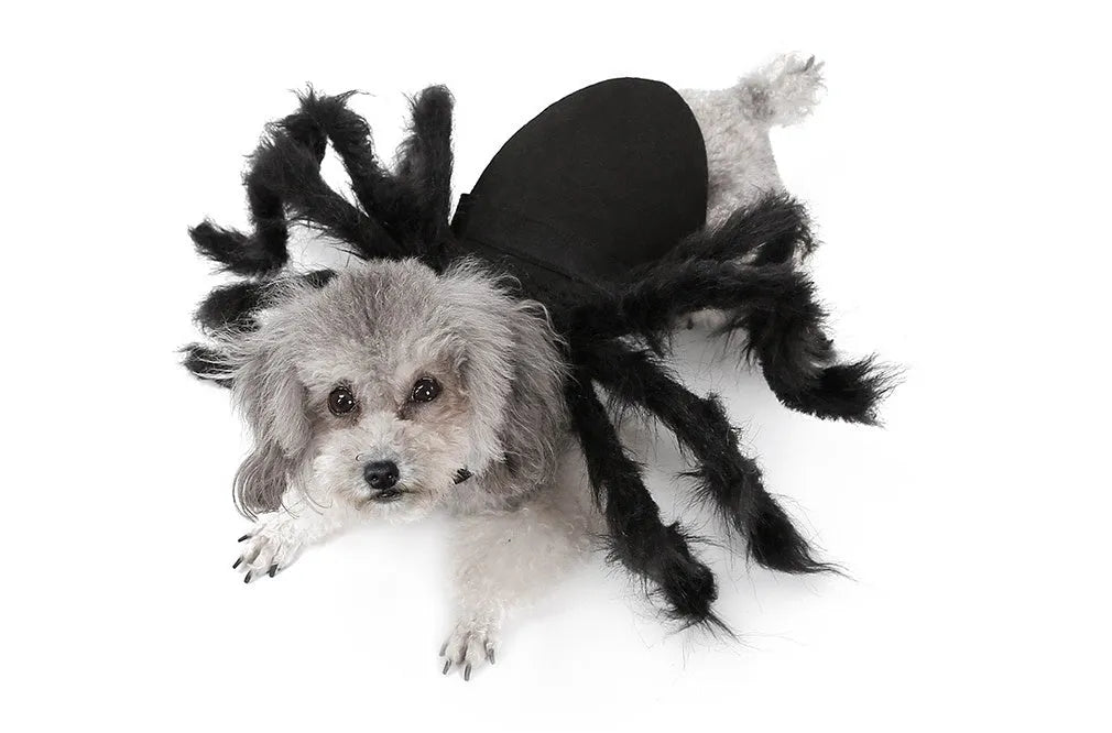 Pet spider costume with black feather cape and plush simulation spider on a cat