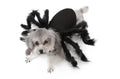 Pet spider costume with black feather cape and plush simulation spider on a cat