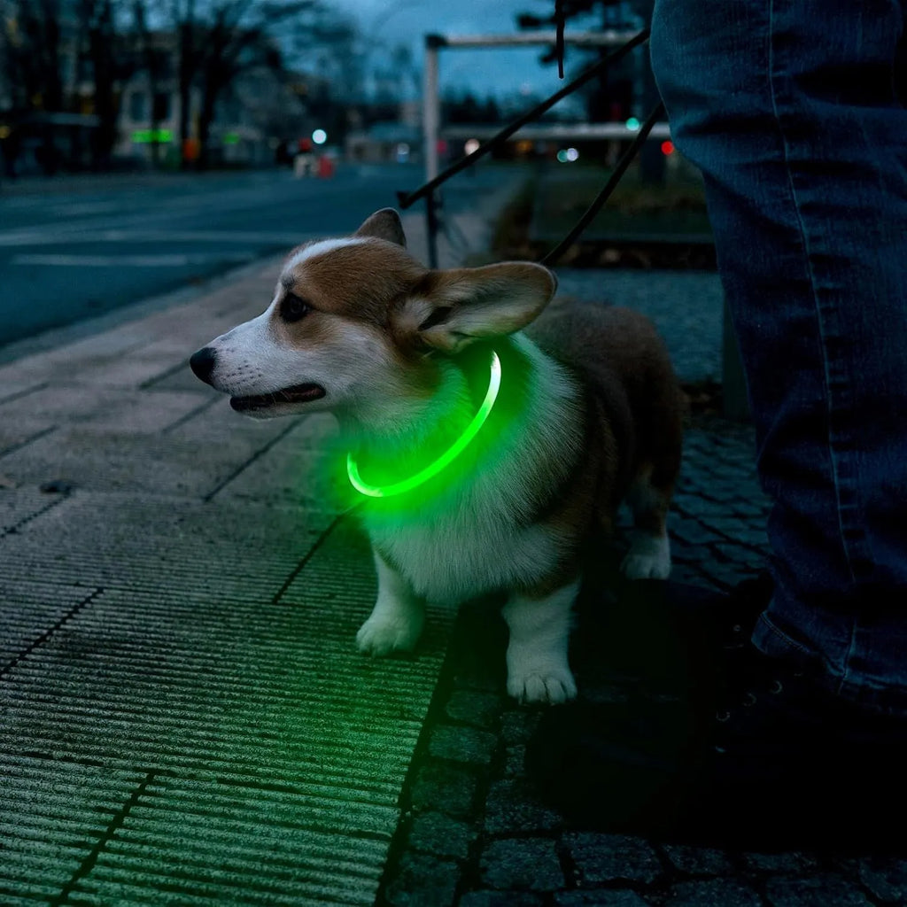 Blue USB-rechargeable LED dog collar glowing on a pet's neck for night-time safety.