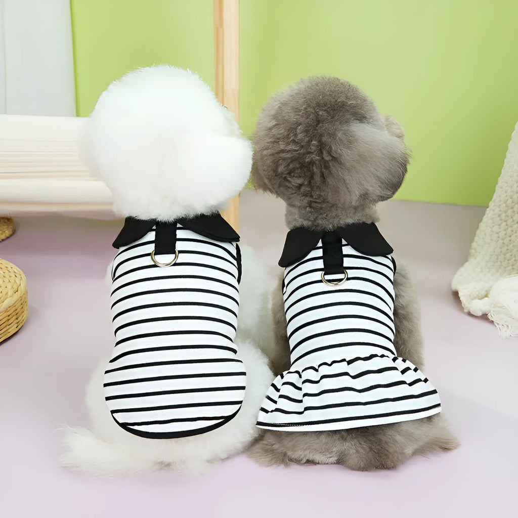 Pet dog wearing a striped t-shirt and matching skirt from a cotton summer clothing set.