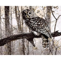 Owl paint by numbers kit on 40x50cm canvas with acrylic paints and brushes