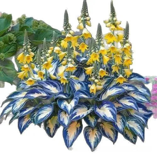 Coloured leaves jade barrettes flower seeds in OPP packaging for home gardening