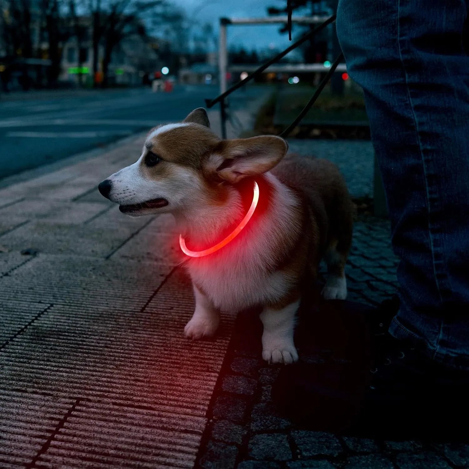 Blue USB-rechargeable LED dog collar glowing on a pet's neck for night-time safety.