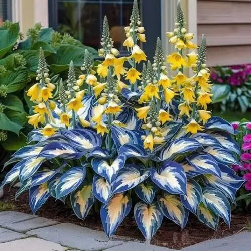 Coloured leaves jade barrettes flower seeds in OPP packaging for home gardening