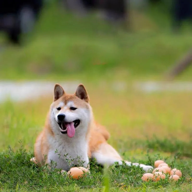 Egg-shaped dog toy with sound simulation for teeth cleaning and interactive play