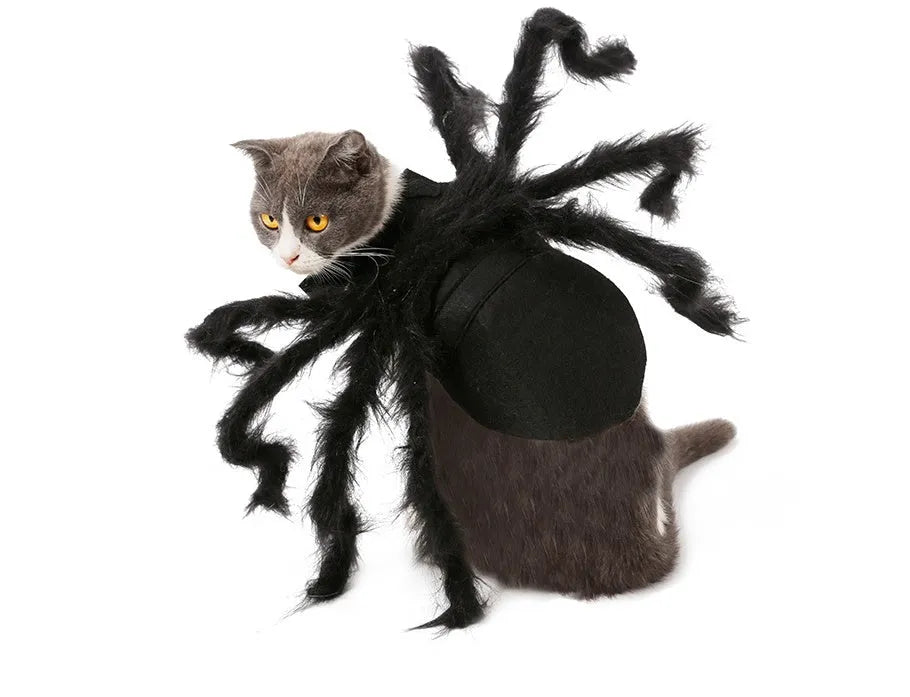 Pet spider costume with black feather cape and plush simulation spider on a cat