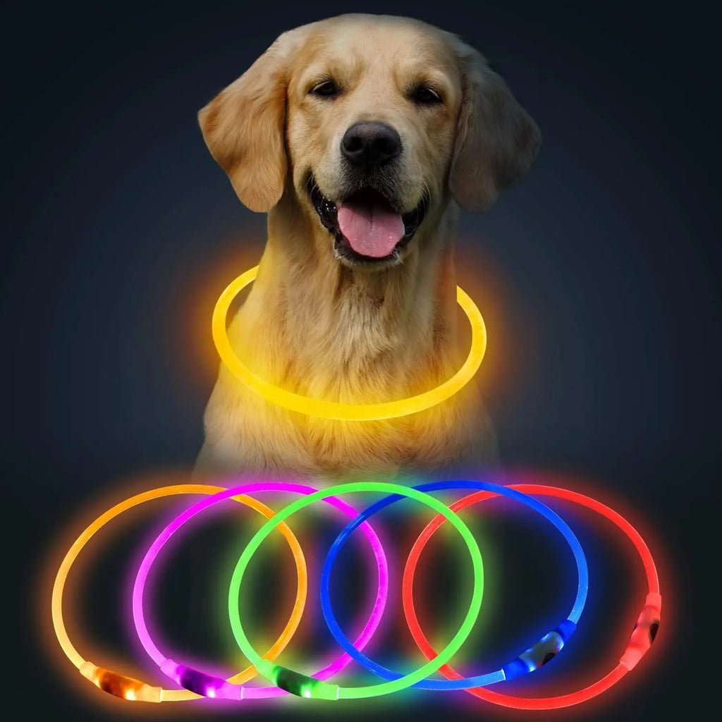 Blue USB-rechargeable LED dog collar glowing on a pet's neck for night-time safety.