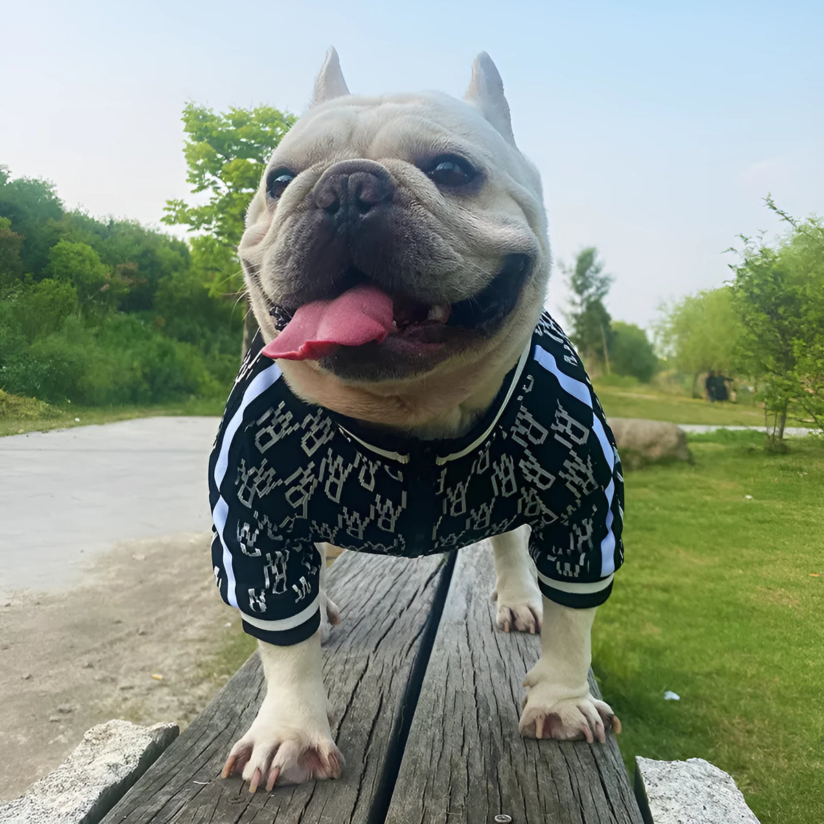 Black zip up stretchy polyester dog jacket with leash hole for small to extra large dogs