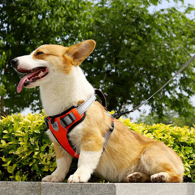 Adjustable dog harness with hand holding rope on back in various colours and sizes