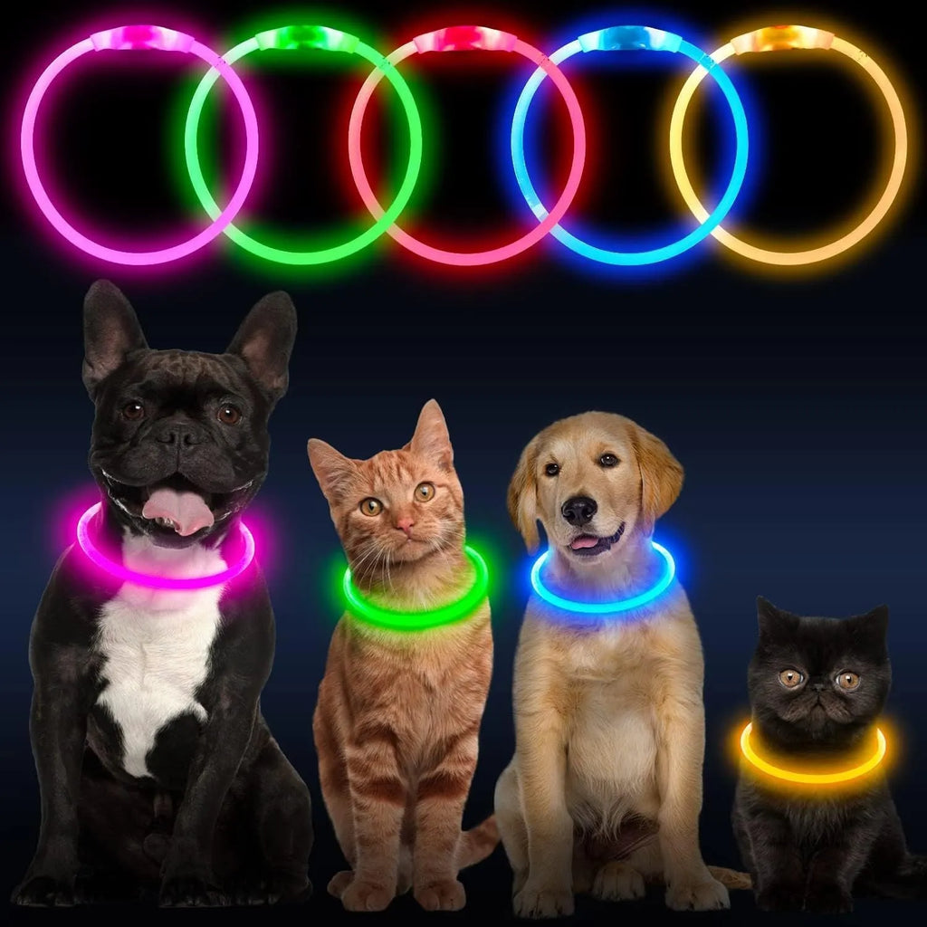 Blue USB-rechargeable LED dog collar glowing on a pet's neck for night-time safety.