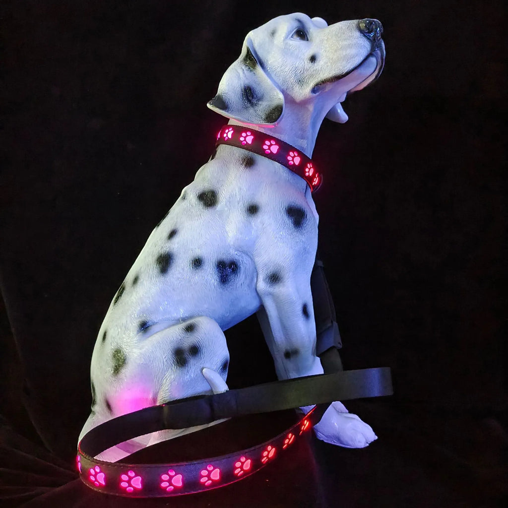 LED luminous dog collar with paw print design showing seven colour illumination on black polyester