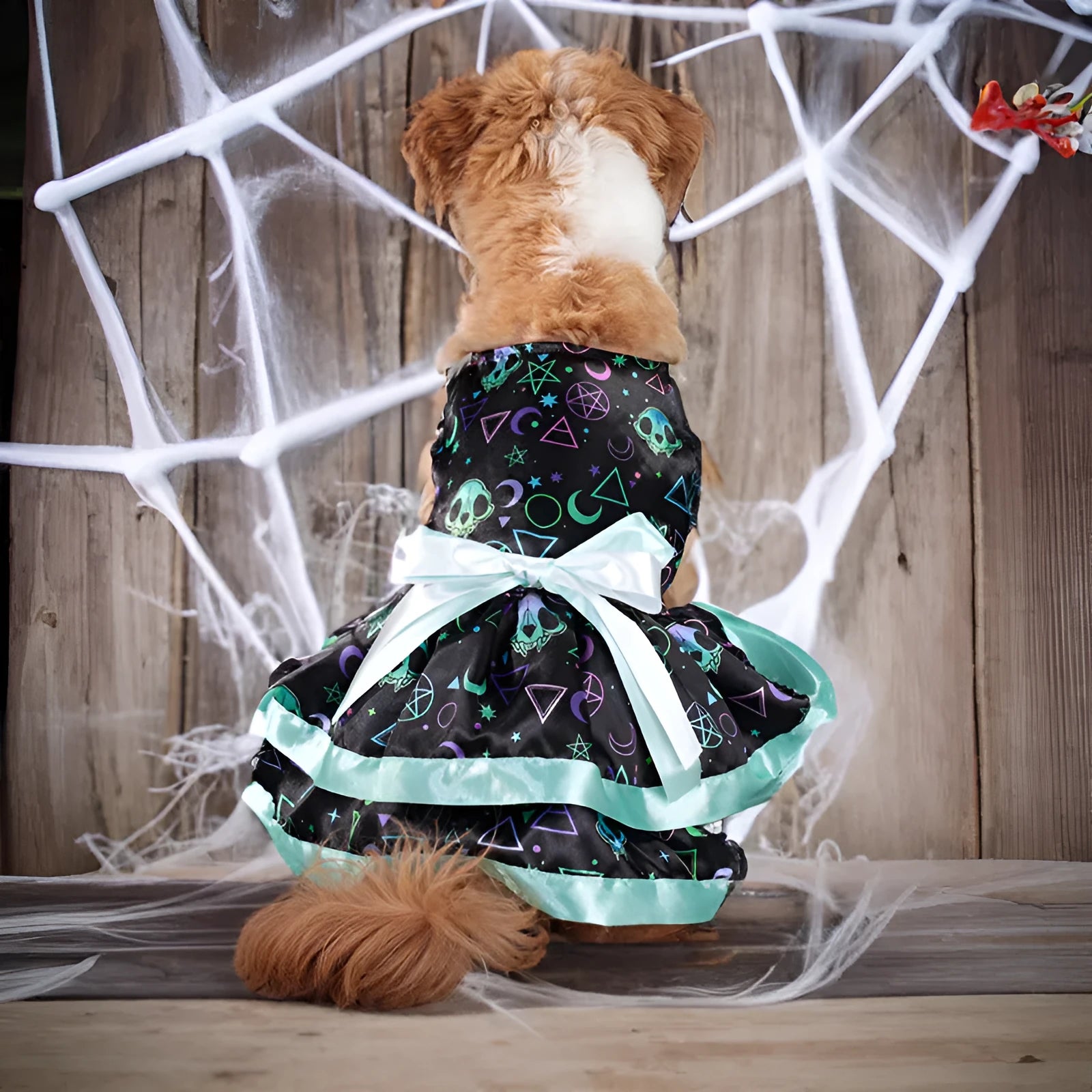 Halloween dog skirt with colourful pumpkin print, double-layer design, shown on a dog