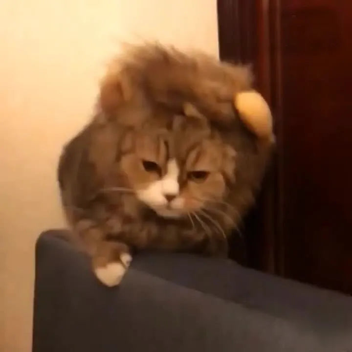 Pet cat wearing a black lion wig hat with synthetic fur mane, standing on a white background