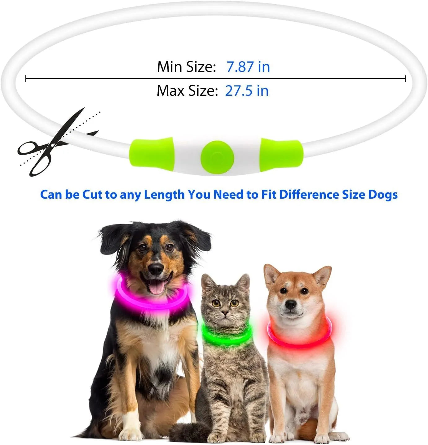 Blue USB-rechargeable LED dog collar glowing on a pet's neck for night-time safety.