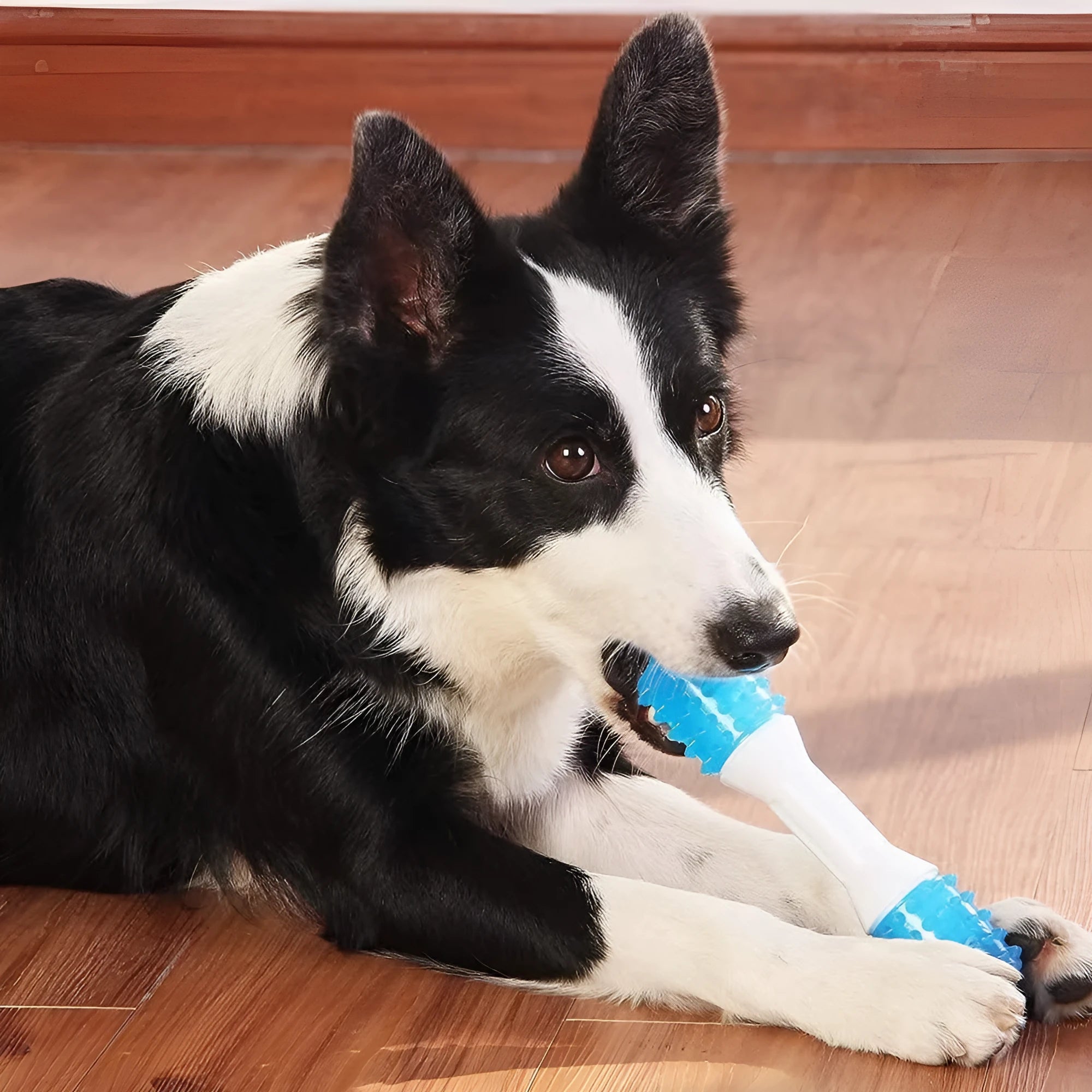 Dual-colour puppy teething chew toy made from TPR and PU rubber for dogs aged 2 to 8 months.