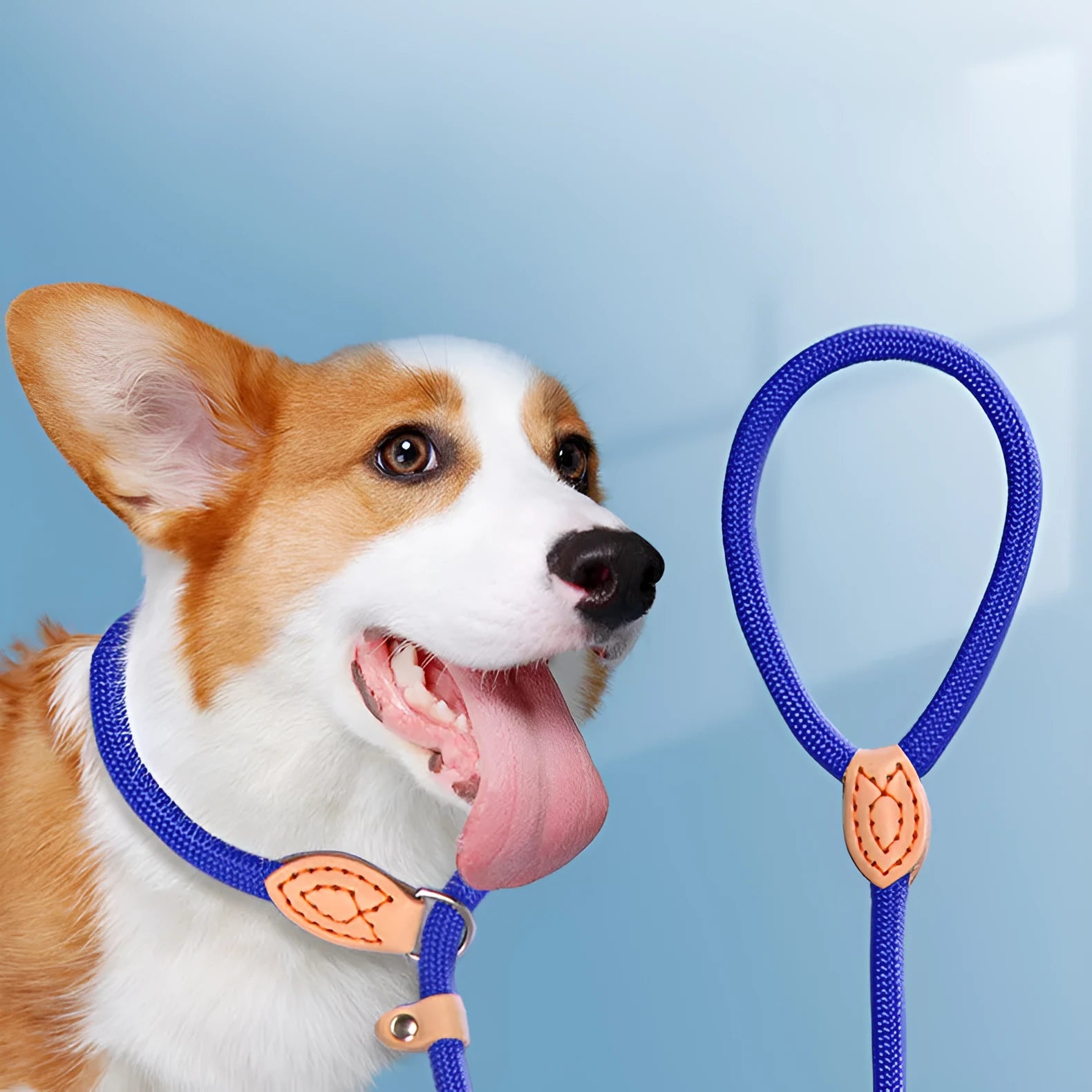 Dog training leash with blast collar mechanism in black, blue, coffee, red or white colour options