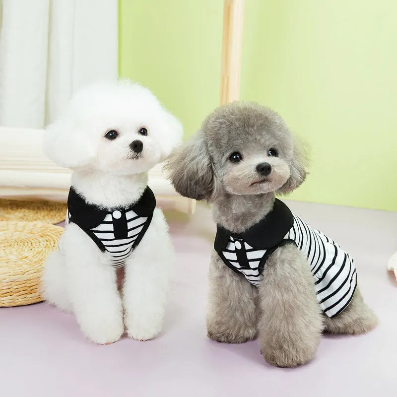 Pet dog wearing a striped t-shirt and matching skirt from a cotton summer clothing set.