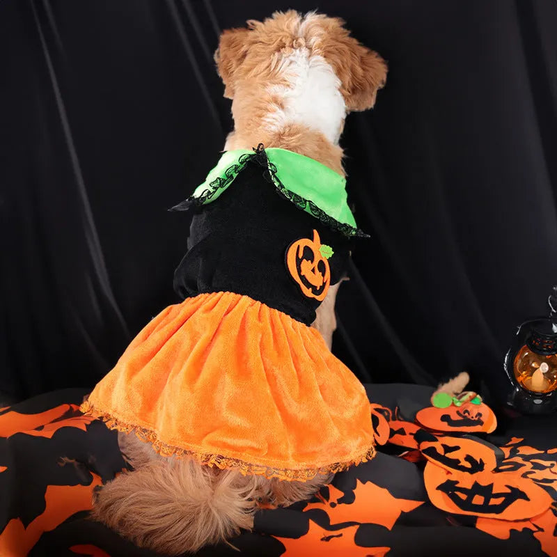 Halloween pet costume: orange pumpkin skirt and black Halloween sweater for small dogs and cats on hangers.