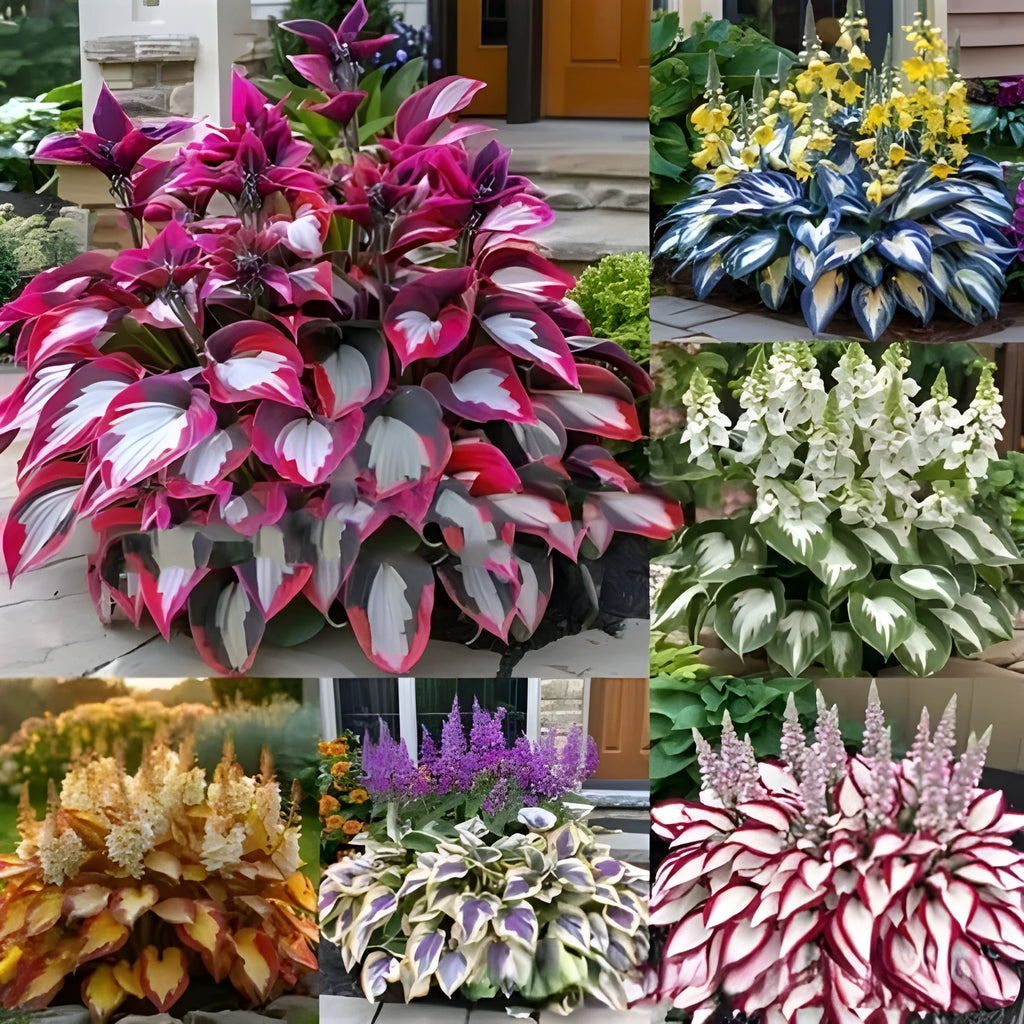 Coloured leaves jade barrettes flower seeds in OPP packaging for home gardening