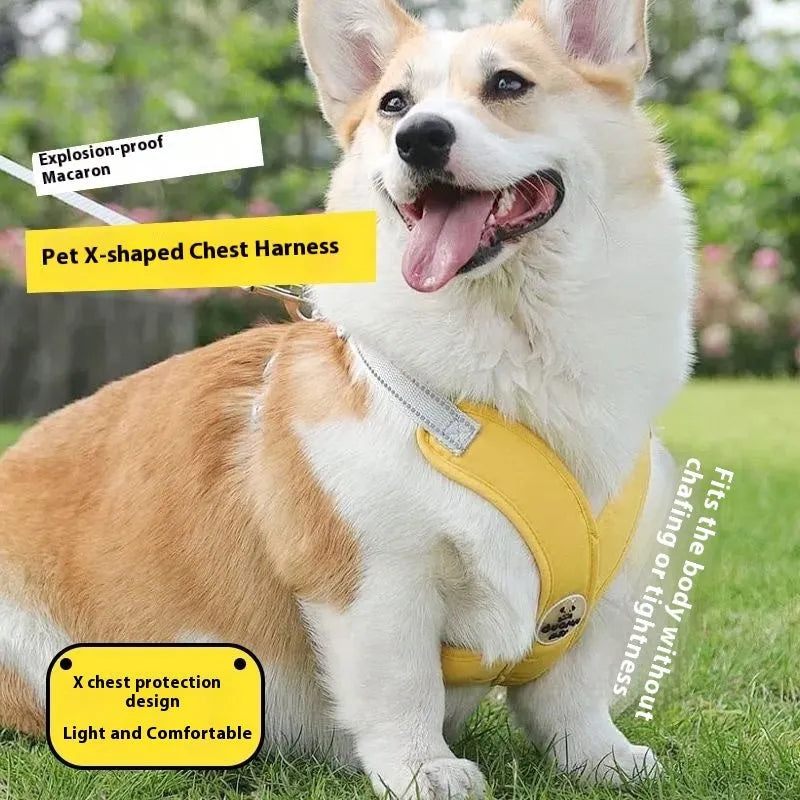 Pet walking vest with hand-held rope in blue, green, pink, or yellow colours