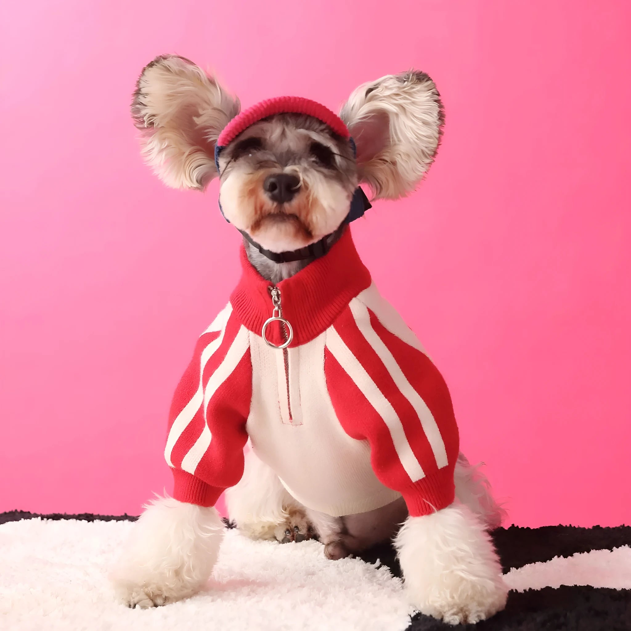 Red puppy dog sports sweater cardigan on canine model showing wool blend knit construction