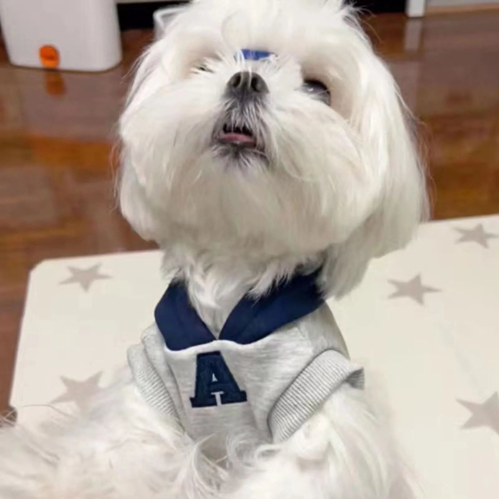 Blue and grey white pet hoodie with reflective letters for dogs and cats in slim-fitting design