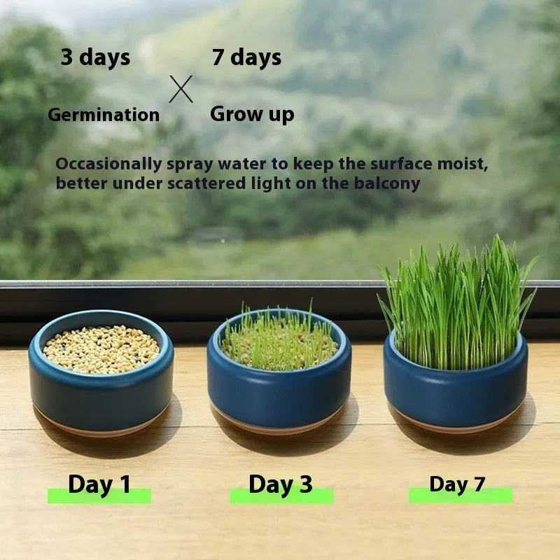 Hydroponic cat grass kit with blue, green, and yellow reusable plastic cups and five seed packs